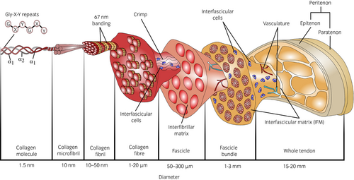 An exploded (not literally) view of a tendon
