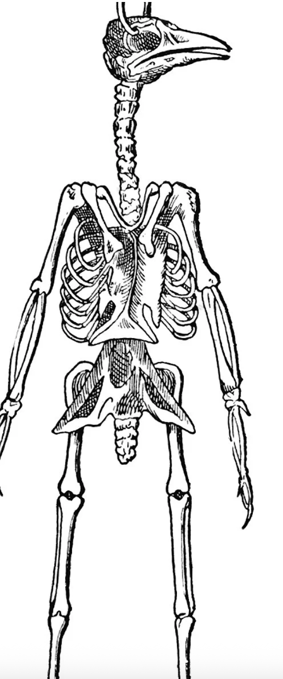 An image from the Bang Personal Training blog post “How (Not) to Break a Hip”